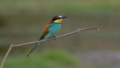 Bijeneter (European Bee-eater)