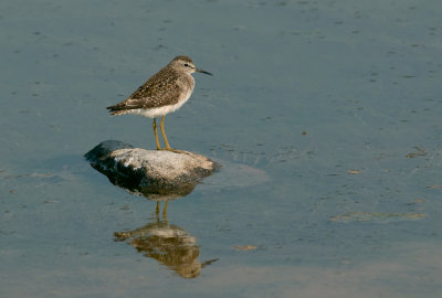 Bosruiter (Wood Sandpiper)