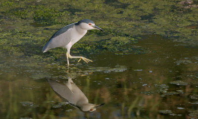 Kwak (Black-crowned Night Heron)