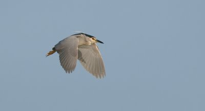 Kwak (Black-crowned Night Heron)