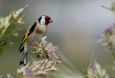 Putter (European Goldfinch)