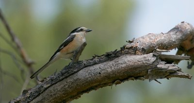 Maskerklauwier (Masked Shrike)