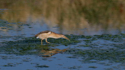 Woudaap (Little Bittern)