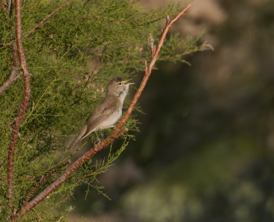Oostelijke Vale Spotvogel (Eastern Olivaceous Warbler)