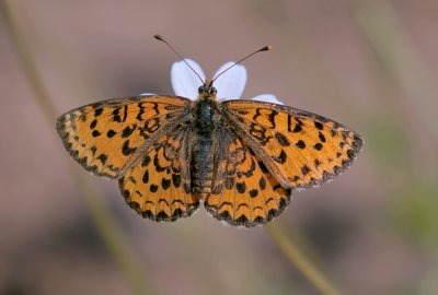 Toortsparelmoervlinder (Melitaea trivia) - Lesser Spotted Fritillary