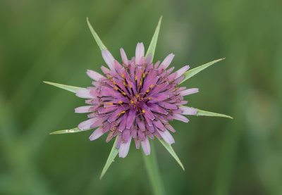 Paarse morgenster (Tragopogon porrifolius syn. Tragopogon sinuatus)