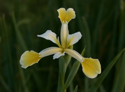 Wilde Iris (Iris orientalis) - Wild Iris