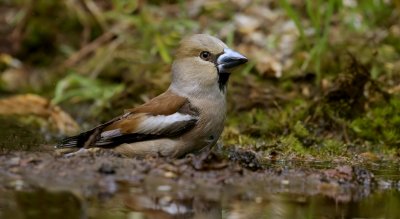 Appelvink (Hawfinch)