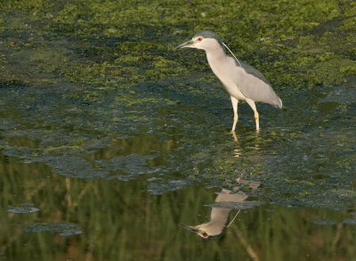 Kwak (Black-crowned Night Heron)