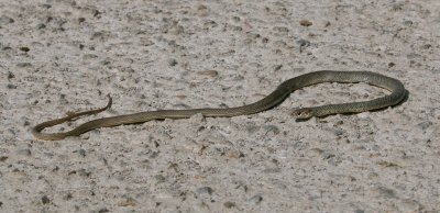 Kaspische Toornslang (Caspian whipsnake)