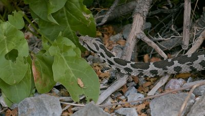 Ottomaanse Adder (Ottoman Viper)