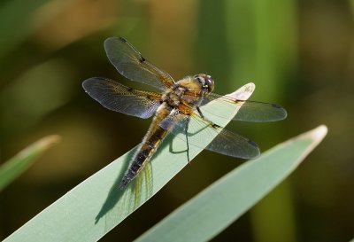 Viervlek  (Libellula quadrimaculata) - Four-spotted chaser
