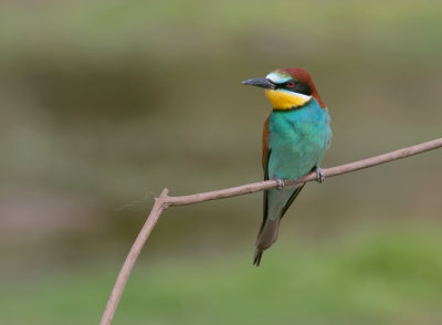 Bijeneter (European Bee-eater)