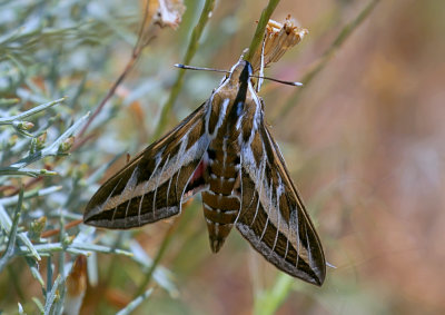 Gestreepte Pijlstaart  (Hyles livornica) - Striped Hawk-moth