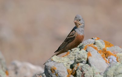 Bruinkeelortolaan (Cretzschmar's Bunting)