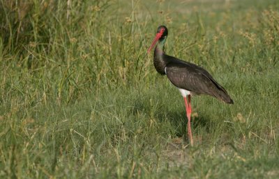 Zwarte Ooievaar (Black Stork)