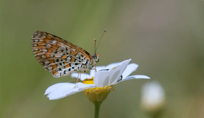 Toortsparelmoervlinder (Melitaea trivia) - Lesser Spotted Fritillary