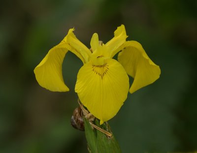 Gele Lis (Iris pseudacorus)