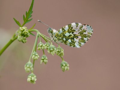 Oranjetipje (Anthocharis cardamines)