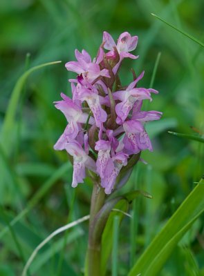 Vleeskleurige Orchis (Dactylorhiza incarnata) - Early Marsh-orchid
