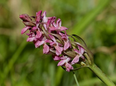 Vleeskleurige Orchis (Dactylorhiza incarnata) - Early Marsh-orchid