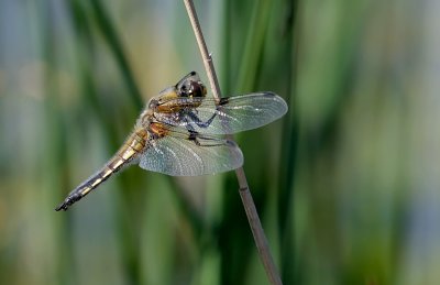Viervlek  (Libellula quadrimaculata) - Four-spotted chaser