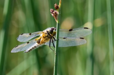 Viervlek  (Libellula quadrimaculata) - Four-spotted chaser