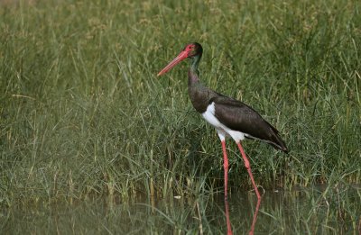 Zwarte Ooievaar (Black Stork)