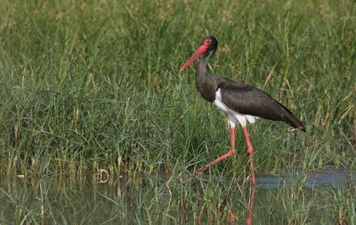 Zwarte Ooievaar (Black Stork)