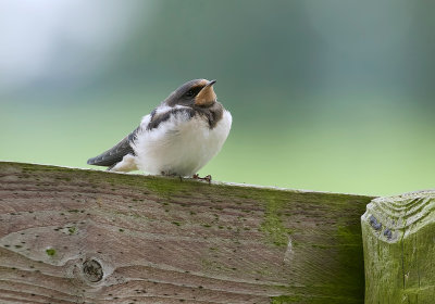 Boerenzwaluw (Barn Swallow)