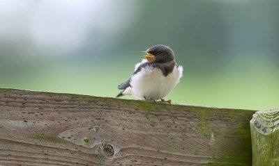 Boerenzwaluw (Barn Swallow)