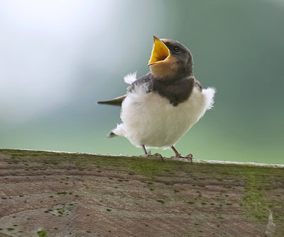 Boerenzwaluw (Barn Swallow)