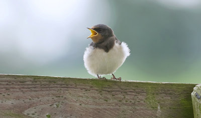 Boerenzwaluw (Barn Swallow)