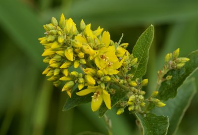 Wederik (Lysimachia)