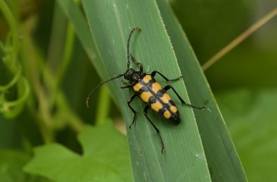 Vierbandsmalbok (Leptura quadrifasciata) - Longhorn Beetle