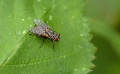 Huisvlieg of Kamervlieg (Musca domestica) - Housefly