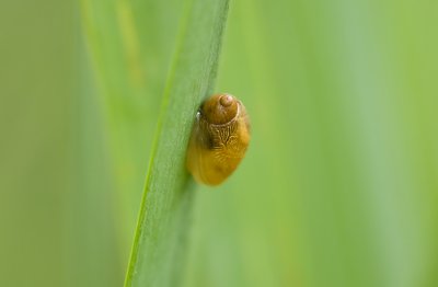 Barnsteenslak (Succinea putris) 