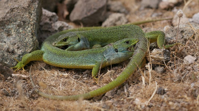 Reuzensmaragdhagedis (Balkan Green Lizard)