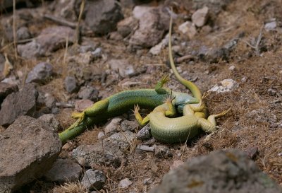 Reuzensmaragdhagedis (Balkan Green Lizard)