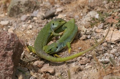 Reuzensmaragdhagedis (Balkan Green Lizard)