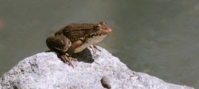 Levantijnse Meerkikker (Levant Water Frog)