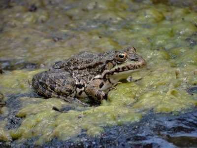 Levantijnse Meerkikker (Levant Water Frog)