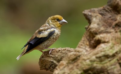 Appelvink (Hawfinch)