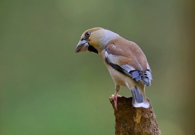 Appelvink (Hawfinch)