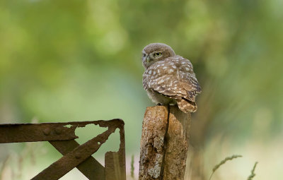 Steenuil (Little Owl)