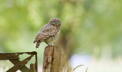 Steenuil (Little Owl)