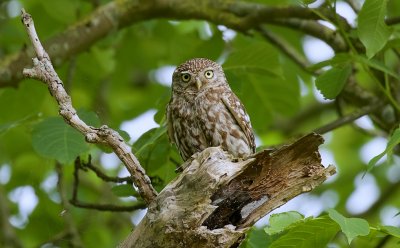 Steenuil (Little Owl)