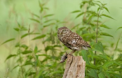 Steenuil (Little Owl)