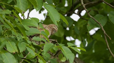 Steenuil (Little Owl)