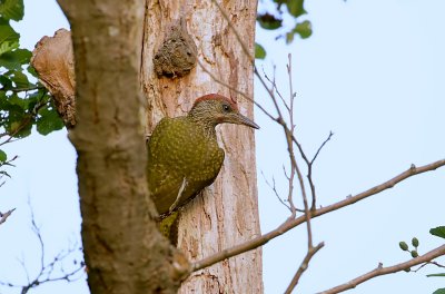Groene Specht (Green Woodpecker)